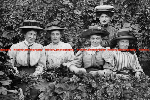 F015676 hop picking kent 1910 - hop,