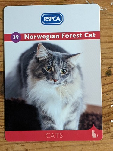 Non sport trading cats card - sport,