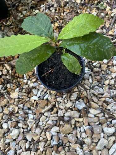 Sweet chestnut sapling tree - sweet,