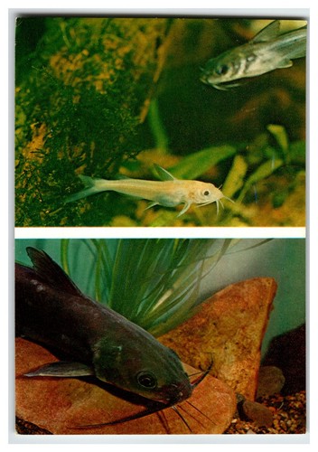 Vintage russian aquarium - vintage,