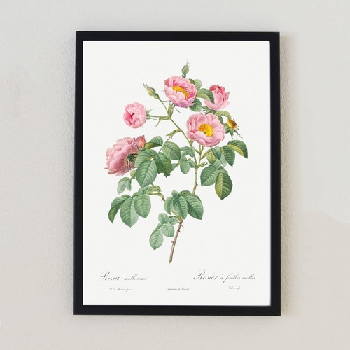 Vintage botanical illustration - vintage,