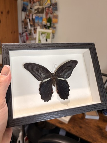 Large butterfly specimen - large,