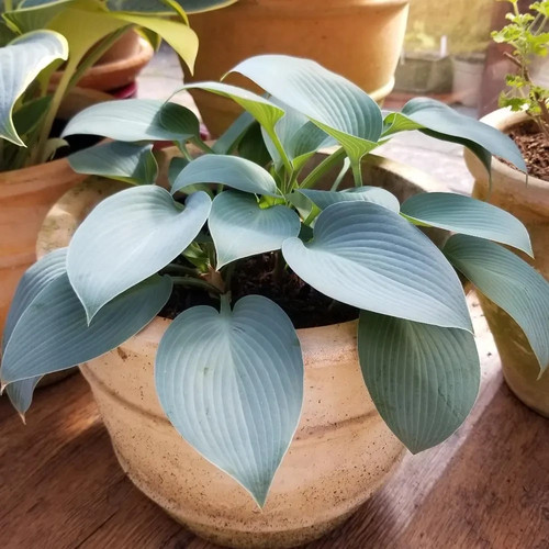 Hosta halycon waxy - hosta, 'halycon'