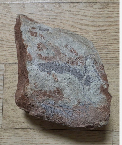 The robust one fossil - "the, –