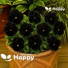 Pansy Black - 150 Seeds -