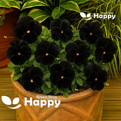 Pansy black 150 seeds - pansy,