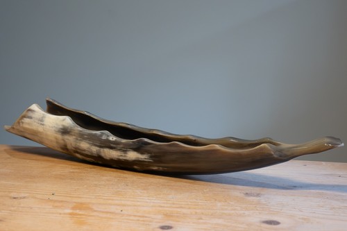 Cow horn polished - polished, decorative