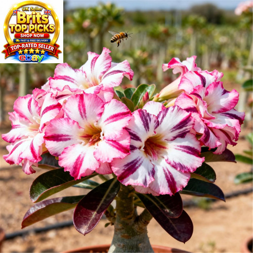Desert rose plant bulb - bulb, hardy