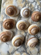 9 Large Polished Sea Shells – 7 to 10 cm – Natural Coastal Décor & Craft Lot