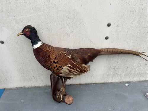 Male pheasant taxidermy wall - male,