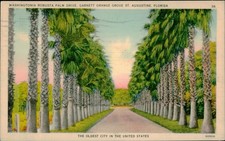 Washingtonia Robusta Palm