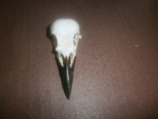 Bird Skull *CARRION CROW *