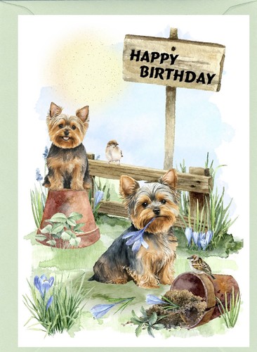 Yorkshire terrier yorkie - /, a6