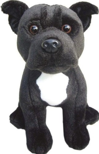 Staffordshire bull terrier - bull,