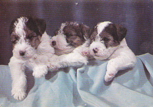 Fox terrier puppies - *,