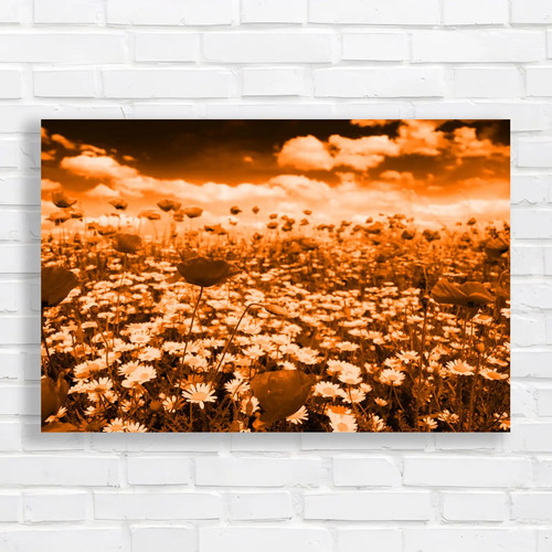 Vibrant poppy field - poppy,