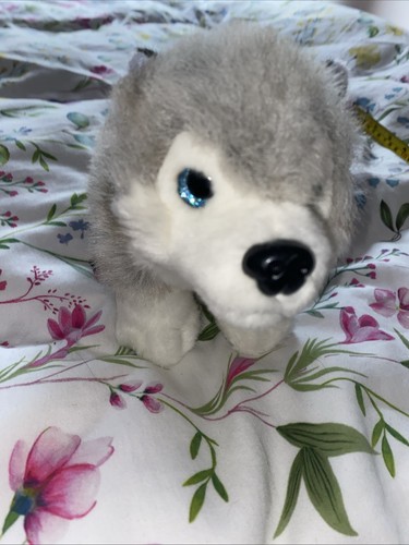 Lapland blue eye husky - eye,
