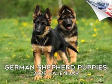 German Shepherd Pups Dog Breed