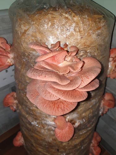 Mushroom grow kit log - mushroom,