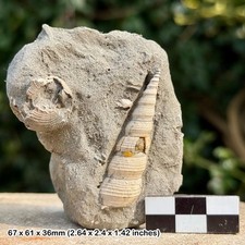 Gastropod turritella sulcifera fossil – barton beds, eocene – alum bay, isle of