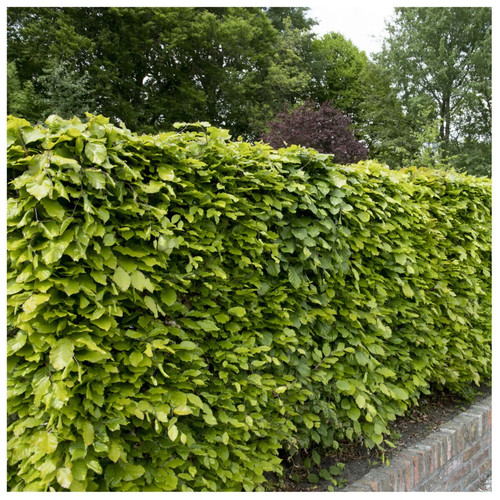 Green beech hedge tree 3 - green, hedge/tree