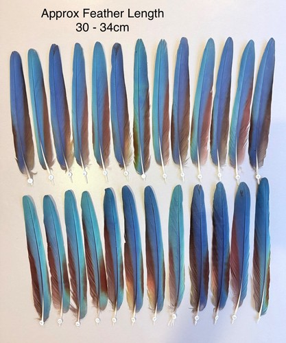 Parrot macaw feather crafts - parrot,
