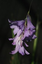 Dierama Blue Belle® sent out in 1 litre pot