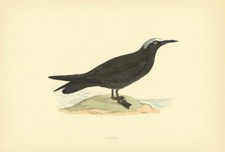 Noddy morris british birds - morris's,