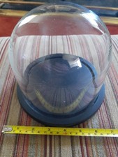 Glass Dome Display Decoration