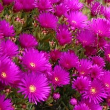 Lampranthus Plug Plants