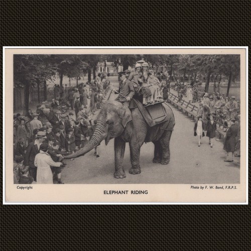 Elephant riding regent park - regent's,