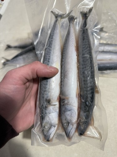 Cornish joey mackerel sea - joey,