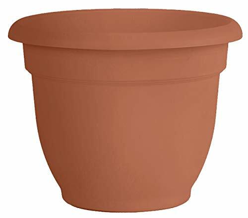 Bloem ariana planter with - bloem,