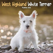 West Highland White Terrier Puppies Mini Calendar 2026 - Dogs - Month To View