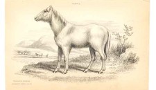 Original Old Antique Print