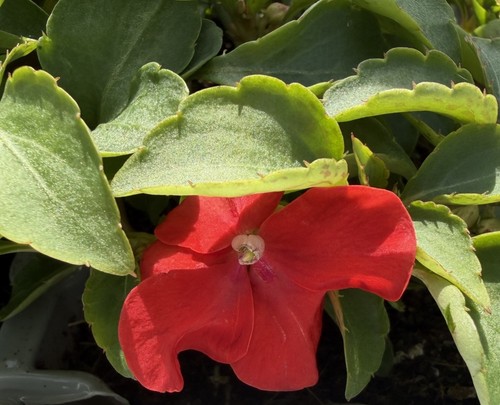 Impatient red pack of 6 - impatient,