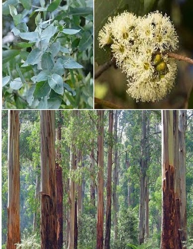 Australian mountain ash - australian,