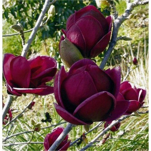Magnolia genie deep purple - magnolia,