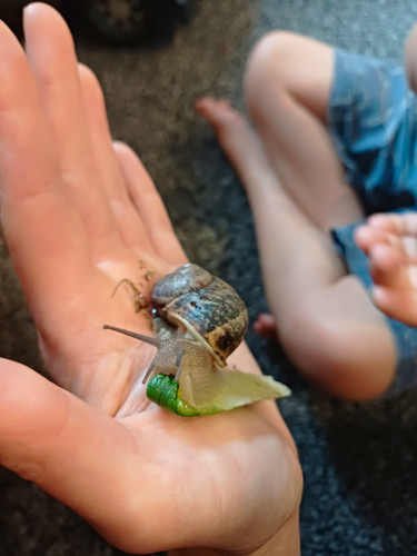 Live snail - snail, 🐌