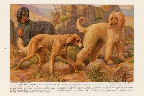 Afghan and saluki hounds old - afghan,