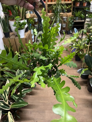 Epiphyllum anguliger 12cm - anguliger, in