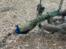 PRESALE Indian Blue Peacock