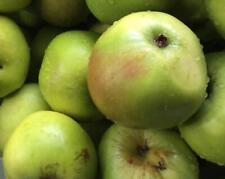 Apple Bramley Fruit Tree 6ft Tall Supplied in a 12 Litre Pot by Directplants