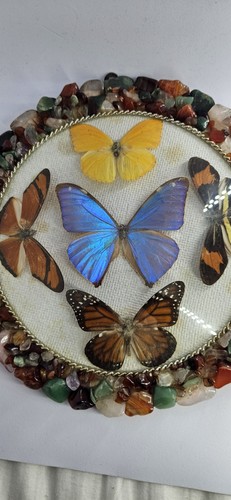 Pair vintage butterfly - vintage,