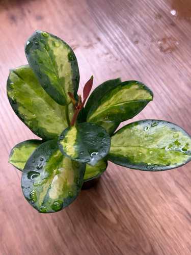 Hoya australis lisa - hoya,