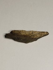 Hell Creek Dinosaur Fossil