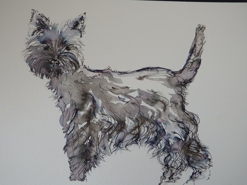 West highland terrier drawing - west,