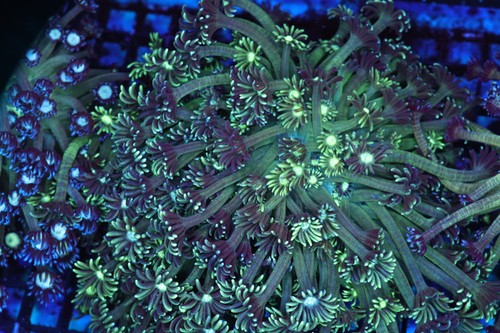 Vibrant green goniopora - goniopora, colony