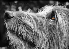 Hairy lurcher lover blank