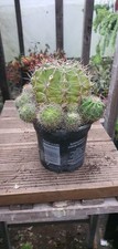 Echinopsis Ancistrophora